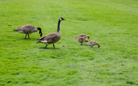 Baby Canada Geese feeding in the green grassの写真素材