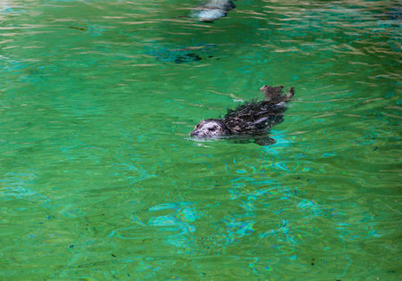 A harbor seal swimming in green waterの写真素材