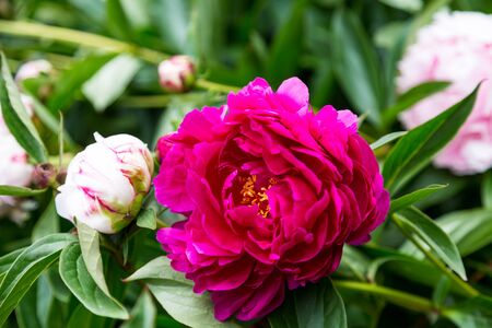 Beautiful blooming rose bushes in a formal gardenの写真素材