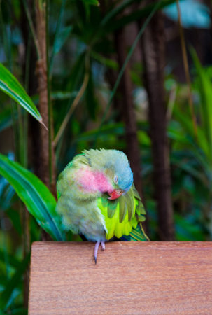 Colorful Parrot Preening  on Wall