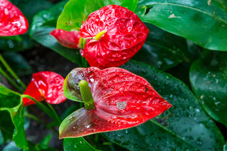 Beautiful colorful blooming orchids in a lush garden