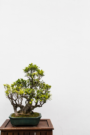 A beautifully pruned bonsai tree in a Japanese Gardenの写真素材
