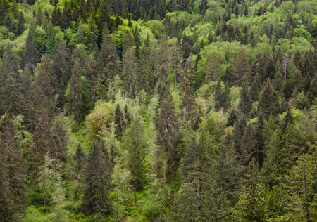 Endless Evergreens in Wilderness