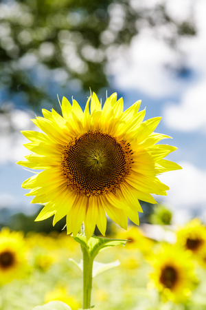 Bright Sunflower in Fieldの写真素材