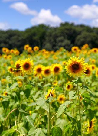 A field of brilliant yellow sunflowers in a sunny, summer fieldの写真素材