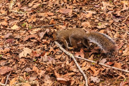 Squirrel Looking for Nutsの写真素材