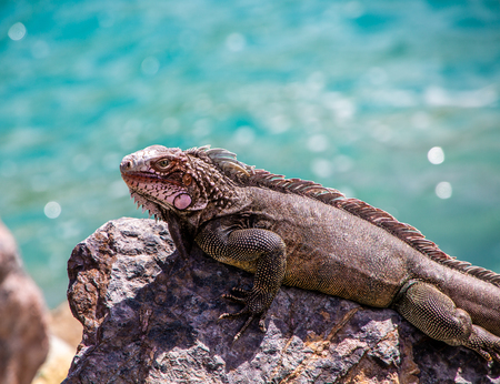 Iguana on Rock by Green Seaの写真素材
