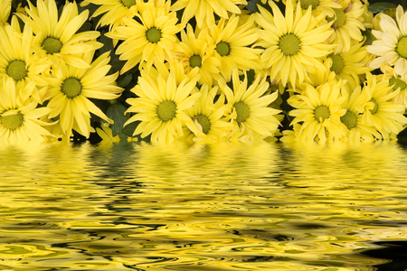 Daisies in Waterの写真素材