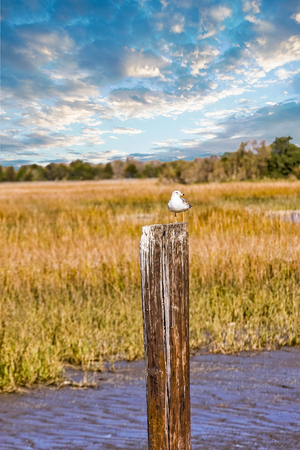 Seagull on Post in Marshの写真素材