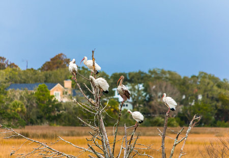 Snowy Egrets in Tree