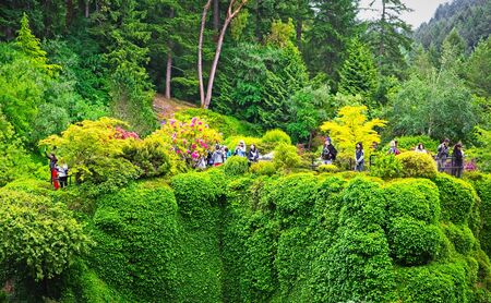 Wall of Ivyのeditorial素材