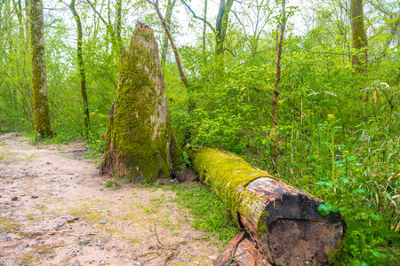 Fallen Tree and Stump