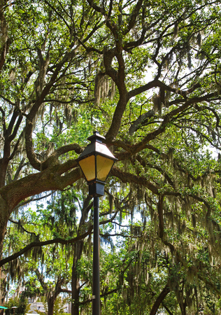 Lamp and Southern Oak Treesの写真素材