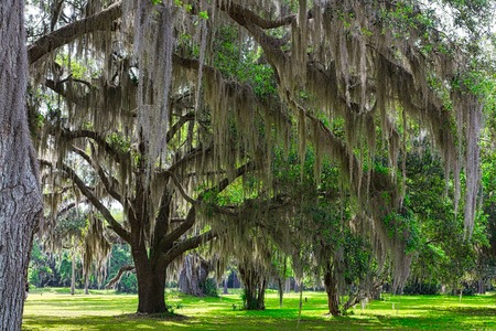 Spanish Moss Backlit in Treesの写真素材