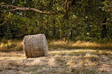 A roll of hay next to a wooded areaの写真素材