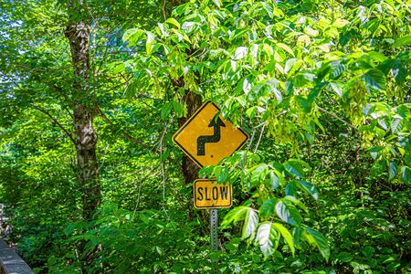 Slow Curve in Treesの写真素材