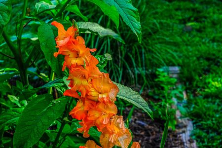 Orange Lily on Greenの写真素材