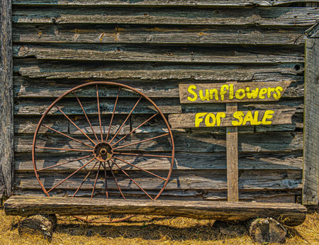 Sunflowers for Sale