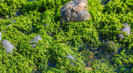 Tidal Pool Moss