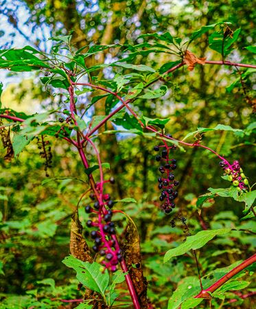 Purple Poke Berries in an Autumn Forestの写真素材