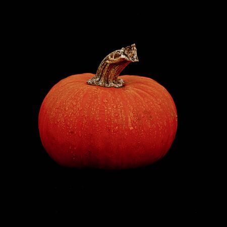 A Pumpkin on Black Backgroundの写真素材