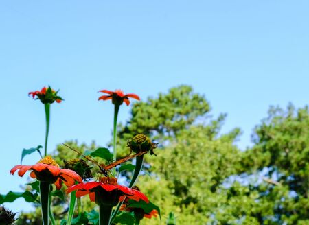 Butterfly Perched on Flowerの写真素材