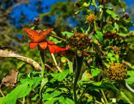 Monarch on Daisyの写真素材