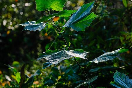 Light Falling on Oak Leaf in Forest in morningの写真素材