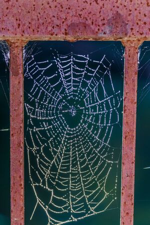 Light on Spidery Dewの写真素材