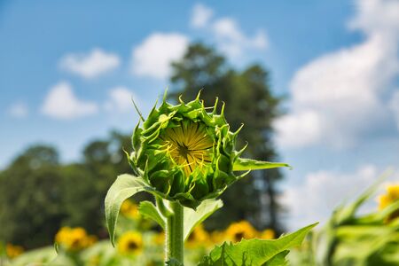 One Young Sunflowerの写真素材
