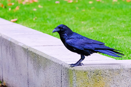 Blackbird on Stone Wall