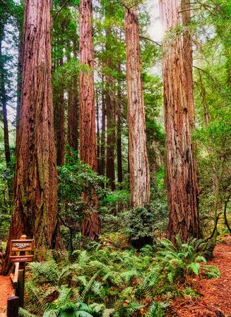 Cathedral Grove in Muir Woods Among Giant Redwoodsの写真素材