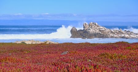 Carpet of Red Flowers in Pacific Grove California with Crashing Surf in Backgroundの写真素材