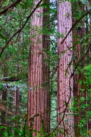 Pair of Redwood Trees Rising in Muir Woodsの写真素材