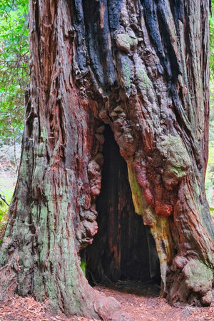 Hollow Redwood Tree