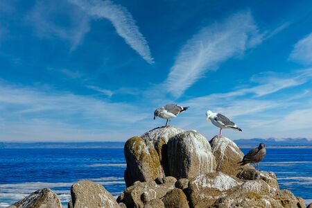 Three Gulls on Rocksの写真素材