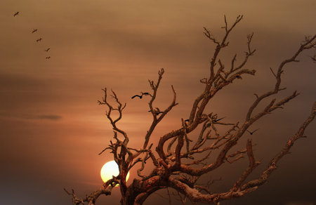Pelicans Flying Over Dead Tree