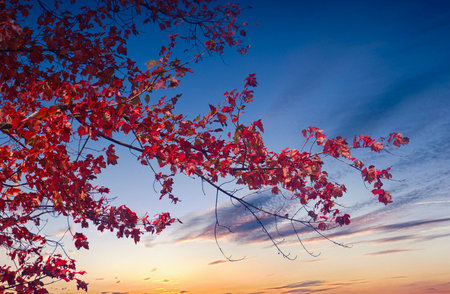Red Maple Against Sunset