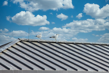 Two Seagulls on a Tin Roof