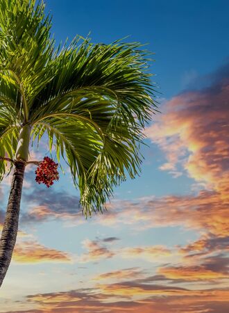 Tropical palm tree under blue skies with red fruitの写真素材