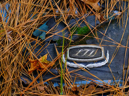 LTD Under Pinestrawのeditorial素材