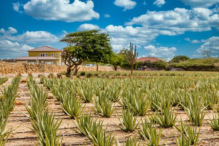 Aloe Plants with Divi Divi Treeの写真素材