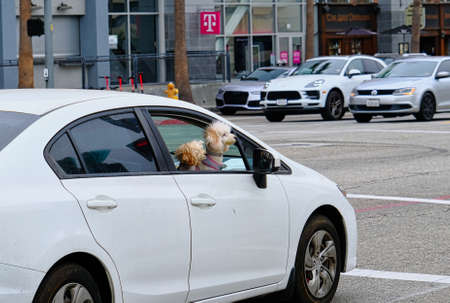 Two Dogs Lookingのeditorial素材