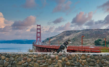 Alaskan Dog Posing at Golden Gate Bridgeのeditorial素材