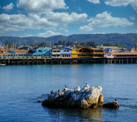 Birds on Rocks Near Montereyのeditorial素材