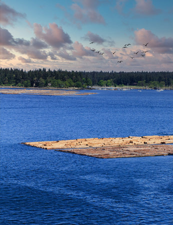 Hardwood Logs in Nanaimo Harborの写真素材