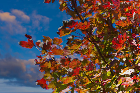 Many Colorful Leaves at Dusk