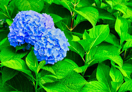Blue Hydrangea Blooms on Wet Green Leaves