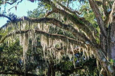 Oak Limbs with Spanish Moss