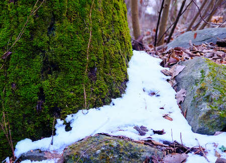 Snow Around Base of Mossy Treeの写真素材